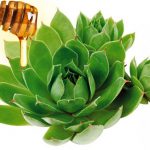 Med i čuvarkuća: Najpoznatiji i najčudotvorniji lijek ikad. Način na koji se pravi donosimo u prilogu