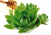 Med i čuvarkuća: Najpoznatiji i najčudotvorniji lijek ikad. Način na koji se pravi donosimo u prilogu