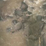 Šest slonova skočilo u smrt sa litice, a razlog je slomio srca mnogih (Foto/Video)