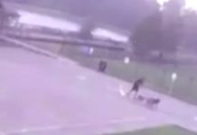 Udar groma snimljen na kameri: Izveo pse u šetnju, pa ga udario grom. Cipele i čarape mu spale s nogu, a što je najbitnije, čovjek je preživio (VIDEO)