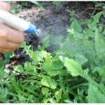 Ne Morate Više Čupati Travu – Samo Naspite Ovo Na Korov, On Će Nestati, A Ne Šteti Biljkama