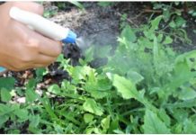 Ne Morate Više Čupati Travu – Samo Naspite Ovo Na Korov, On Će Nestati, A Ne Šteti Biljkama