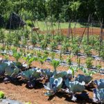 Ovo Su Biljke Koje Obavezno Morate Da Razdvojite U Svojoj Bašti – Ne Igrajte Se Sa Sudbinom