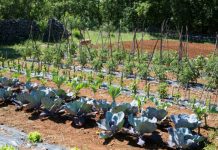 Ovo Su Biljke Koje Obavezno Morate Da Razdvojite U Svojoj Bašti – Ne Igrajte Se Sa Sudbinom