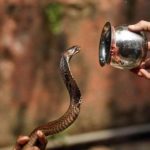 Zmije Su Počele Da Izlaze, Ovo Vam Može Život Spasiti – Zmije Se Samo Ovoga Boje, Stavite Ga U Dvorište, Glavom Bez Obzira Će Bježati