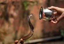 Zmije Su Počele Da Izlaze, Ovo Vam Može Život Spasiti – Zmije Se Samo Ovoga Boje, Stavite Ga U Dvorište, Glavom Bez Obzira Će Bježati