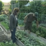 Na Zemljištu Od 4 Ara Su Se Obogatili – Evo U Čemu Je Tajna, Može Svako Da Uradi Ko Dvorište Ima