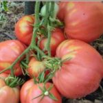 Plamenjača Sav Plod I Trud Uništava – Ovako Možete Da Zaštitite Paradajz, Sasvim Jednostavan Trik Za Vas