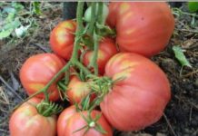 Plamenjača Sav Plod I Trud Uništava – Ovako Možete Da Zaštitite Paradajz, Sasvim Jednostavan Trik Za Vas