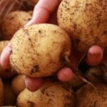 Nikad Više Nećete Kupiti KROMPIR, Evo Kako Da Dobijete Najbolji Urod – Poslušajte Savjet Stručnjaka, U IZOBILJU Ćete Imati