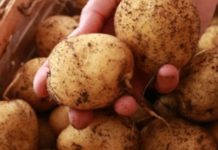 Nikad Više Nećete Kupiti KROMPIR, Evo Kako Da Dobijete Najbolji Urod – Poslušajte Savjet Stručnjaka, U IZOBILJU Ćete Imati