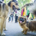 Loša Vijest Za Nemarne Vlasnike Pasa: Inspektori Će Uzimati DNK Vaših Ljubimaca, A Kad Vas Nađu Čeka Vas Kazna