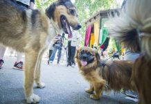 Loša Vijest Za Nemarne Vlasnike Pasa: Inspektori Će Uzimati DNK Vaših Ljubimaca, A Kad Vas Nađu Čeka Vas Kazna