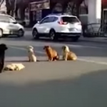 VELIKI ČOPOR NAPAO DJEČAKA U BAJINOJ BAŠTI Psi lutalice rastrgle dječaka, vukli ga po ulici, mališa ostao šoku, počeo da muca od straha!