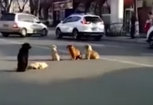 VELIKI ČOPOR NAPAO DJEČAKA U BAJINOJ BAŠTI Psi lutalice rastrgle dječaka, vukli ga po ulici, mališa ostao šoku, počeo da muca od straha!